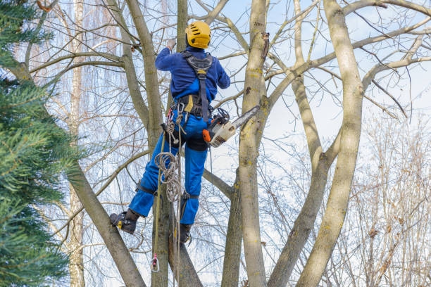 Best Commercial Tree Services  in Corrales, NM